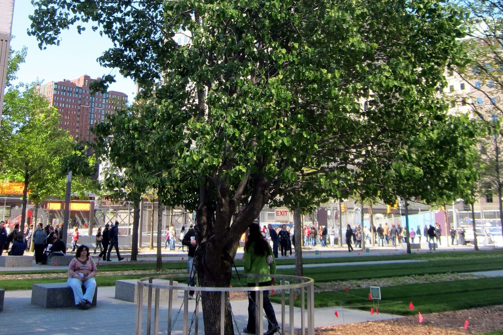Callery Pear Survivor Tree in Memorial Plaza